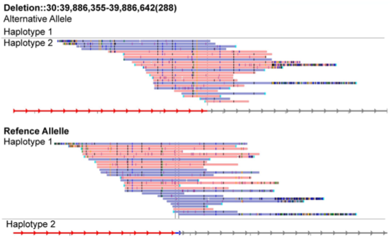 Structural variants