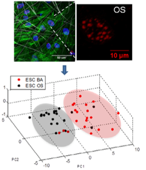 Stem cell profiling