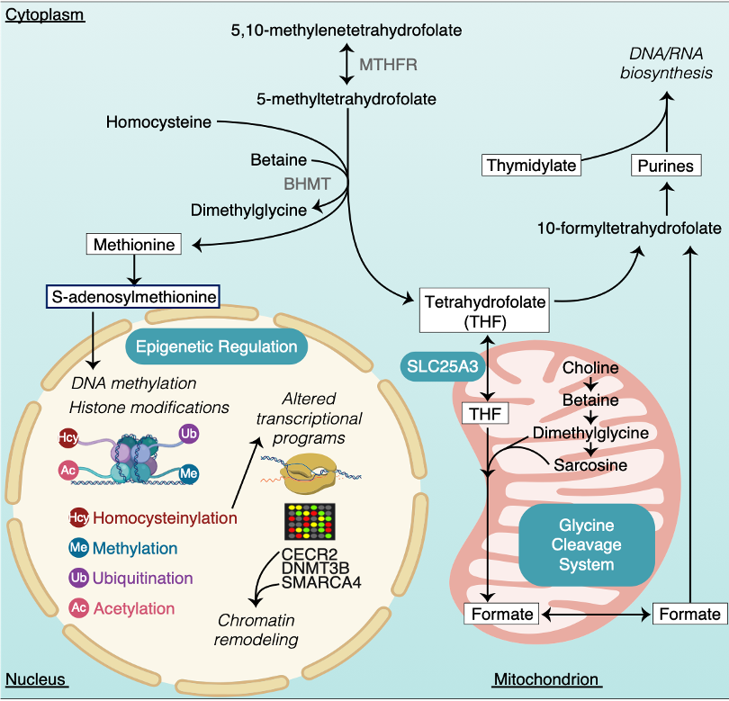 NTD determinants